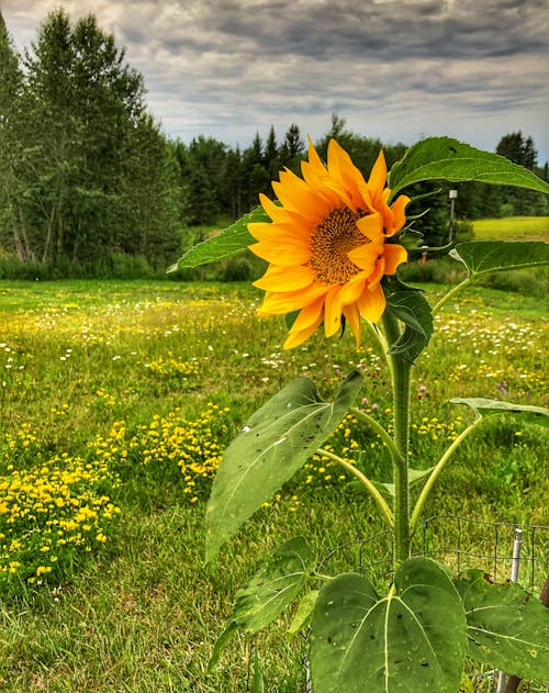 Sunflower