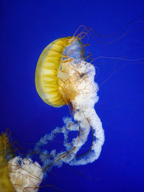 Foto profissional grátis de água-viva, aquário, vida marinha