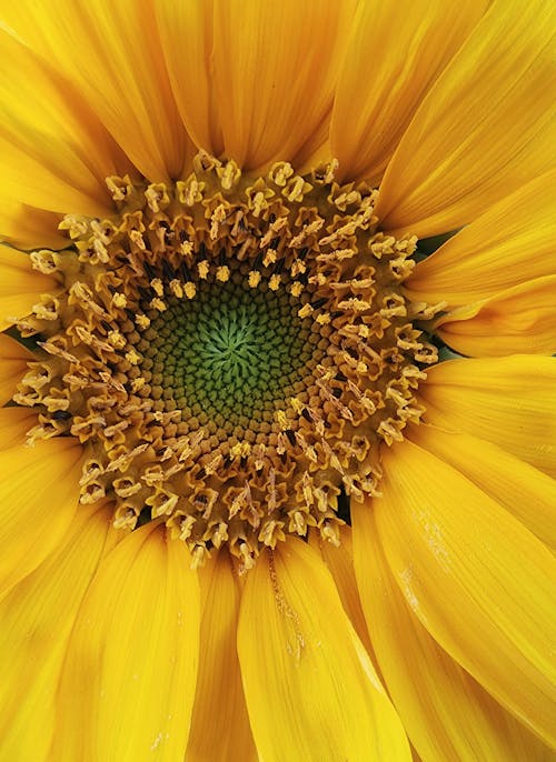 Foto profissional grátis de beleza na natureza, flor, flor amarela