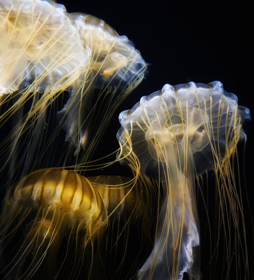 Foto profissional grátis de água-viva, aquário, criatura do mar