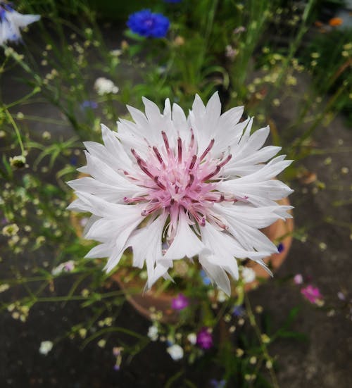 Foto profissional grátis de beleza na natureza, flor, flor em vaso