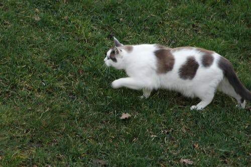 Cat walking on lawn outdoors.