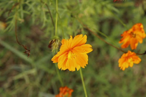 Kostnadsfri bild av äng, blomhuvud, blommor