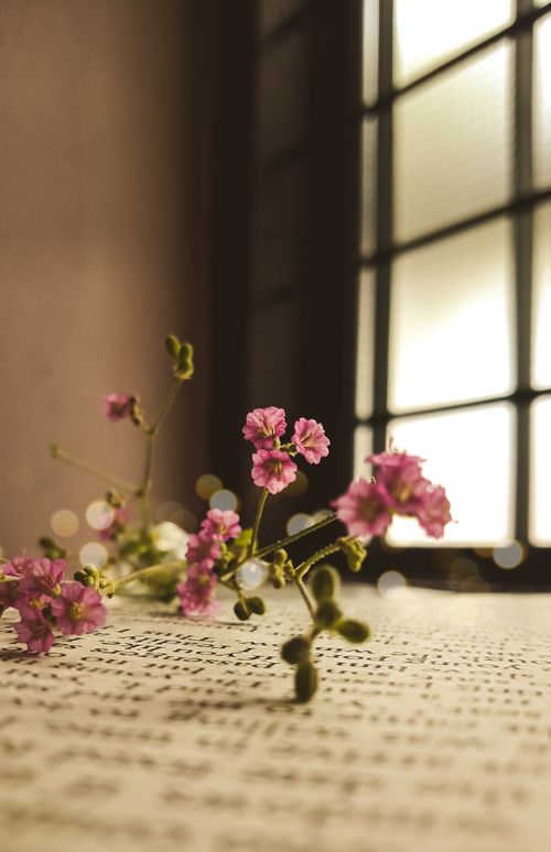 Free A peaceful still life of pink flowers on a windowsill with soft sunlight streaming through. Stock Photo