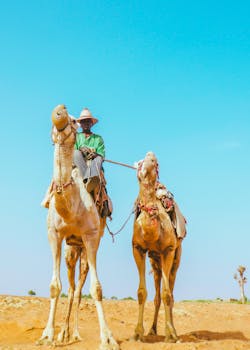 Man riding camels in the Sokoto desert, showcasing traditional travel.