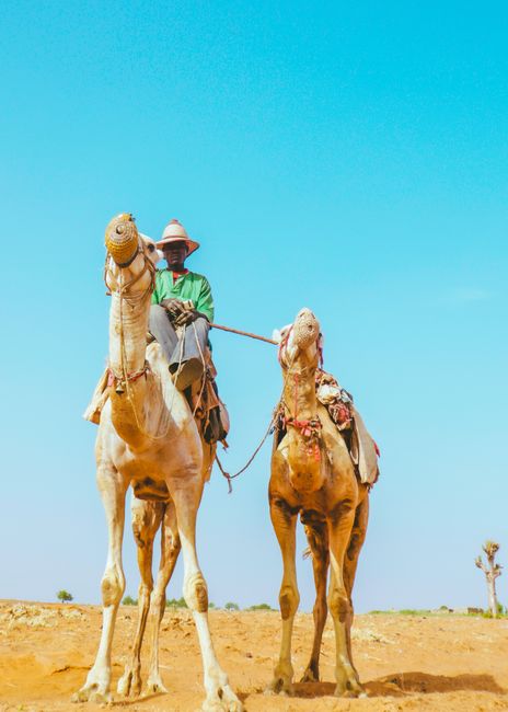 Man riding camels in the Sokoto desert, showcasing traditional travel.