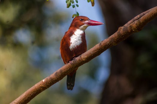 Stunning close-up of a White-throated kingfisher perched on a branch, showcasing vibrant colors and wildlife beauty.