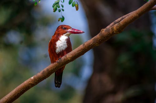 Close up of a White-Throated Kingfisher