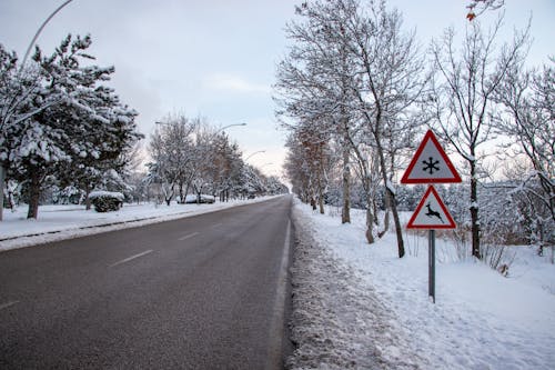 Gratis lagerfoto af forkølelse, sne, træer