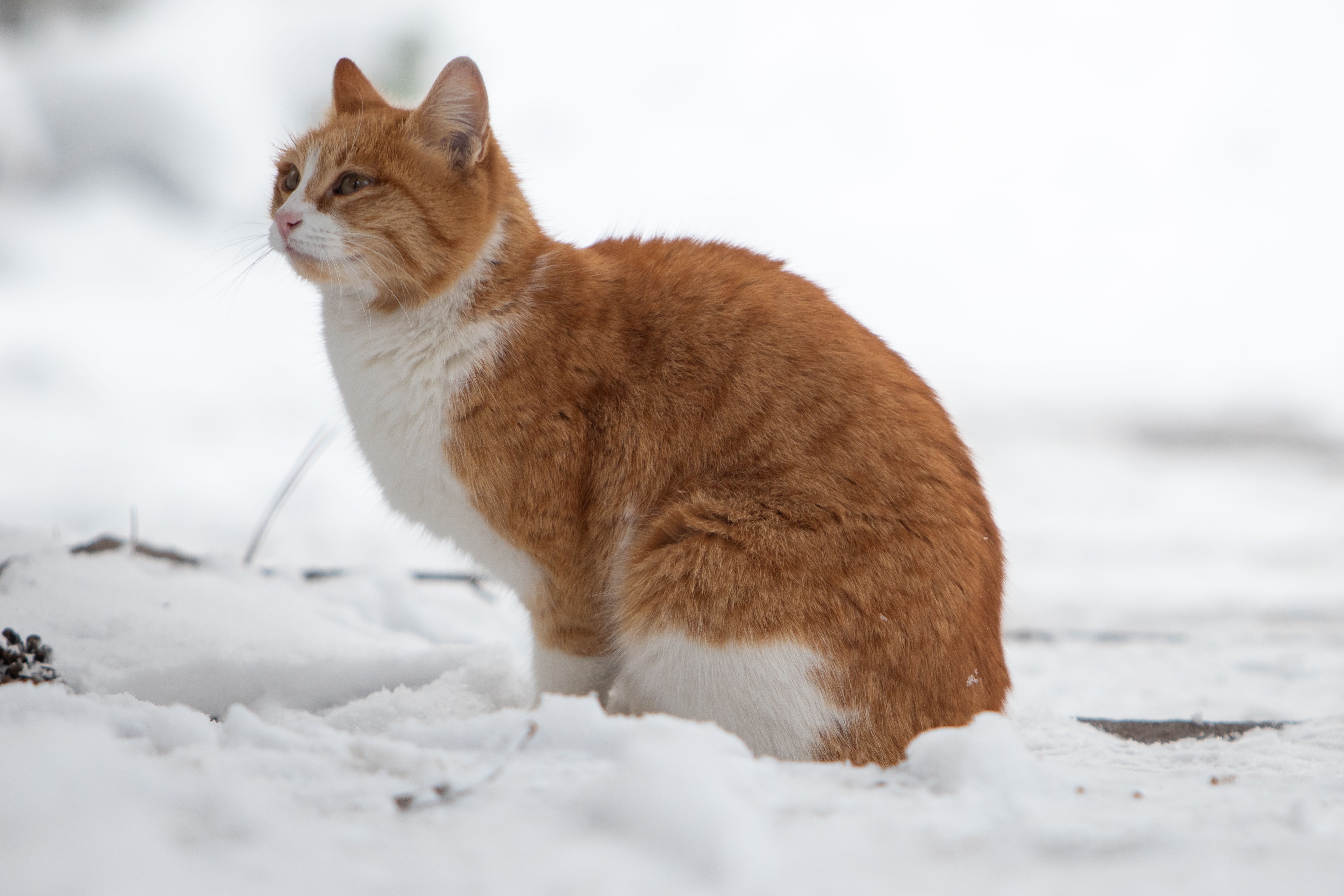 A Cat in Winter · Free Stock Photo