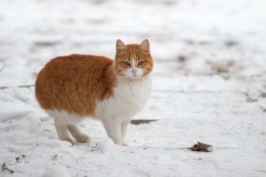 A fluffy orange and white cat standing on snow-covered ground in winter.
