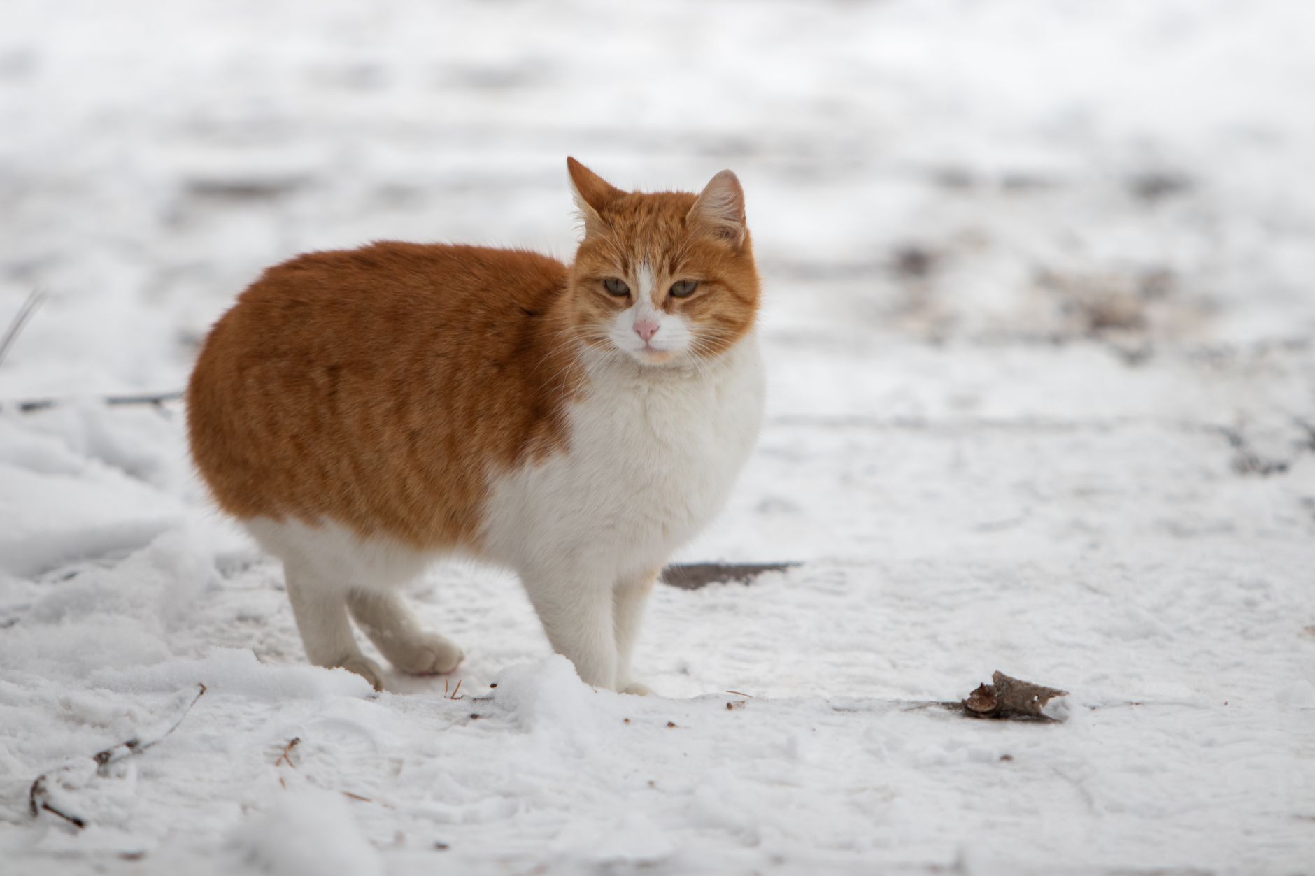 Winterbedarf für Pferd, Hund und Katze: Futter und Pflege planen