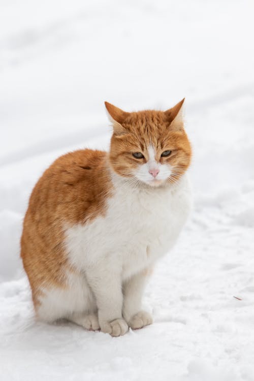 A White and Orange Cat Sitting in Snow
