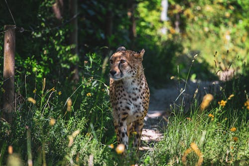 A Cheetah in the Wild