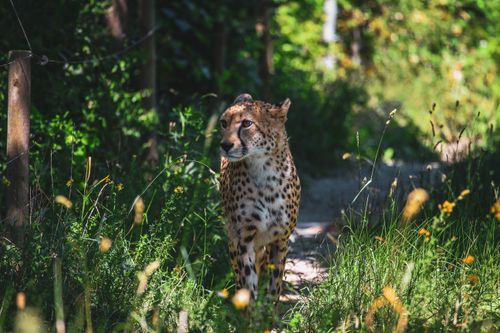 Free Cheetah strolling through vibrant foliage in Vienna, Austria wildlife park. Stock Photo