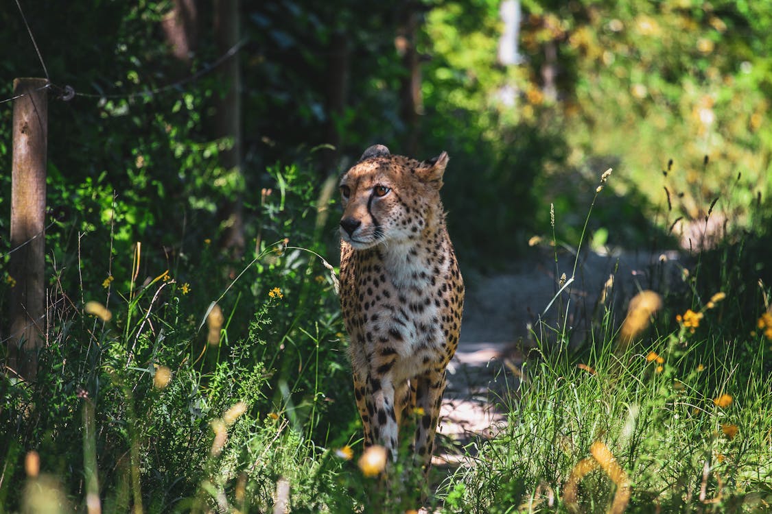 A cheetah walking through the woods near a path · Free Stock Photo