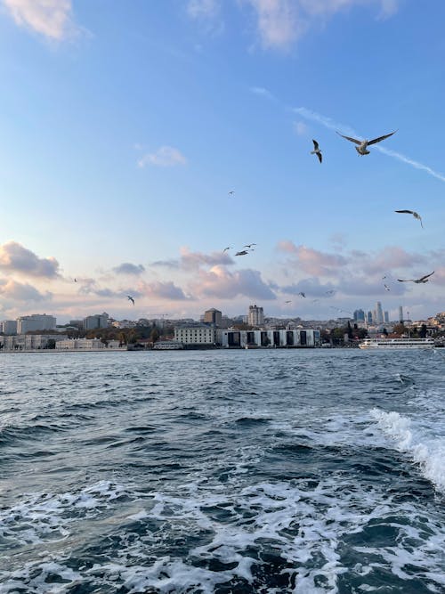 Birds Flying above Bosphorus Strait