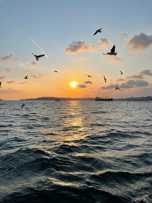 Birds Flying above Bosphorus Strait