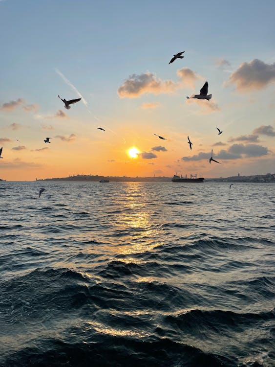 Birds Flying above Bosphorus Strait