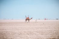 在巴基斯坦卡拉奇的沙滩上，一只骆驼漫步于阳光明媚的蓝天下