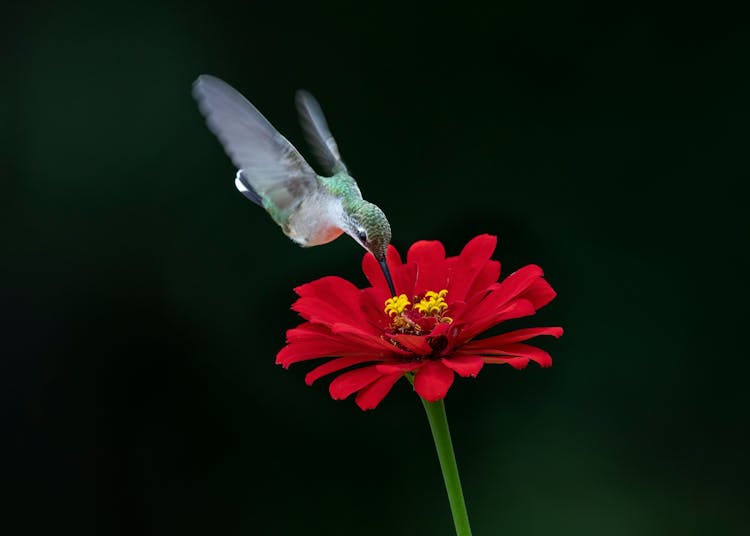 Close-Up Photo Of Bird Flying Near A Red Flower