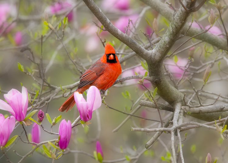 Orange Bird Perched On Tree Branch