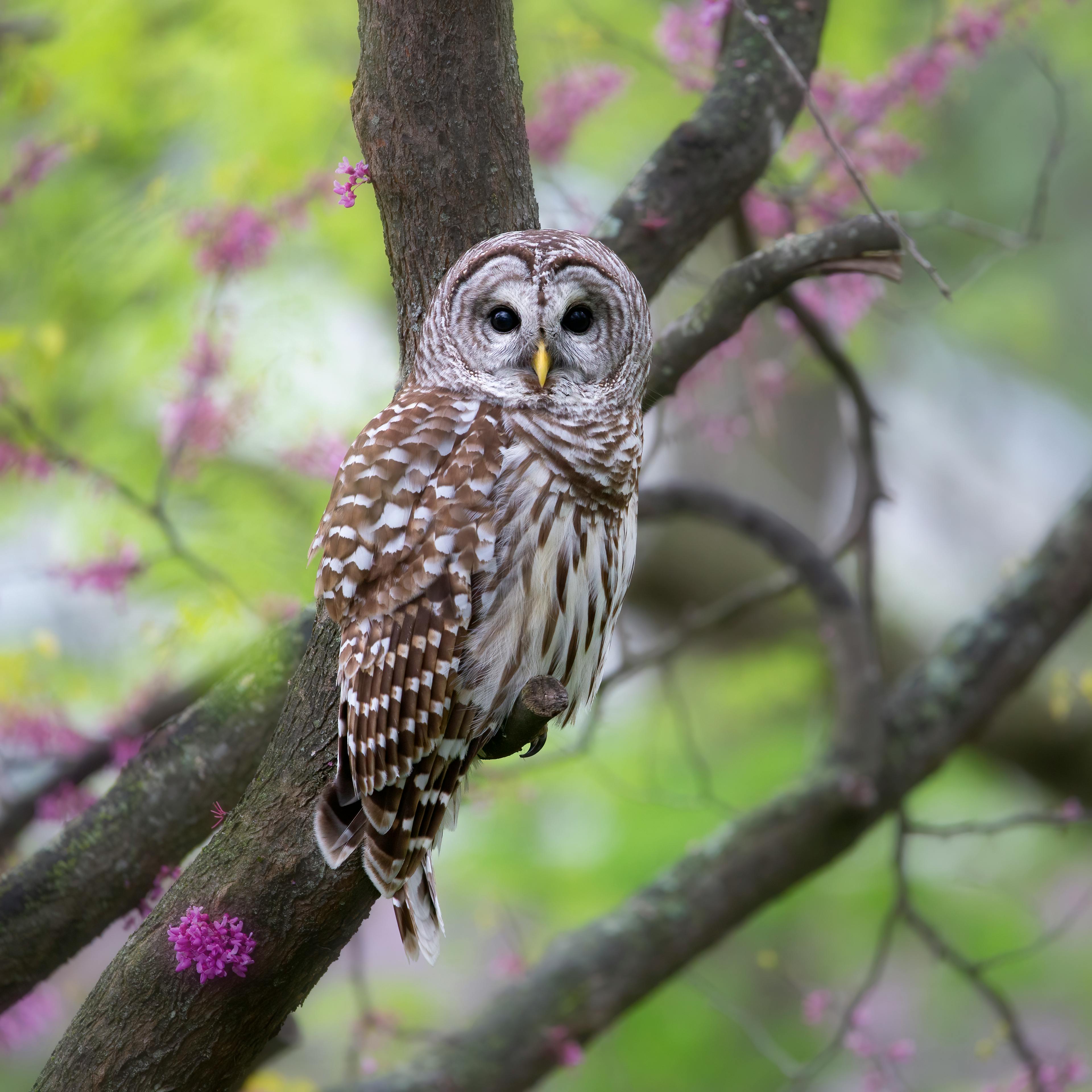 Tree formations resembling wise owls