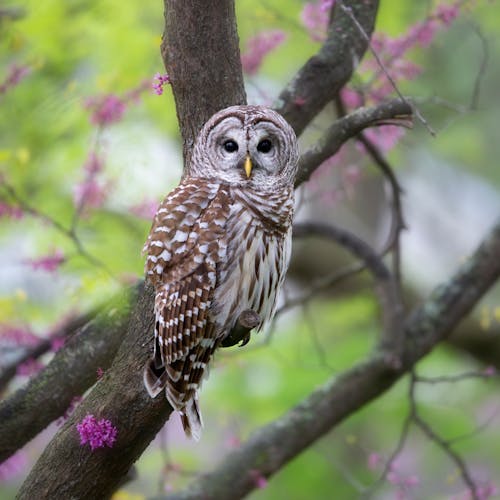 Free A Barred Owl Perched on a Branch Stock Photo