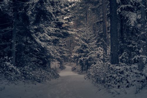 Free Tranquil snowy path through a dense winter forest, perfect for themed backdrops. Stock Photo