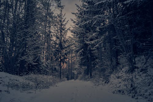Бесплатное стоковое фото с белый, деревья, закат