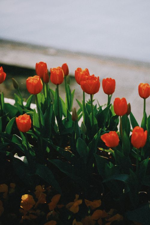 Free A cluster of vivid red tulips blooming in a garden, symbolizing renewal and beauty. Stock Photo