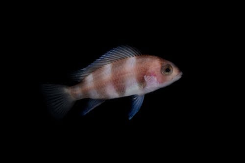 Foto d'estoc gratuïta de fons de pantalla, fons negre, fotografia d'animals