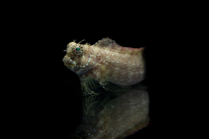 Detailed close-up of a Jewelled Blenny fish against a dark background with vivid details.