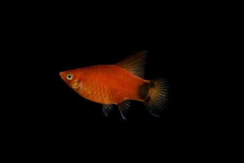 Fotos de stock gratuitas de bajo el agua, de cerca, fish