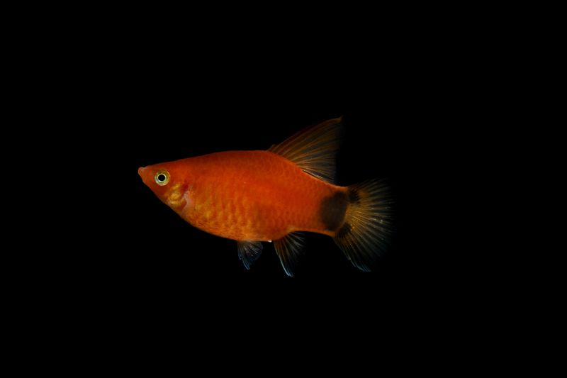 Close-up of a vibrant orange swordtail fish against a solid black background, showcasing its bright colors.