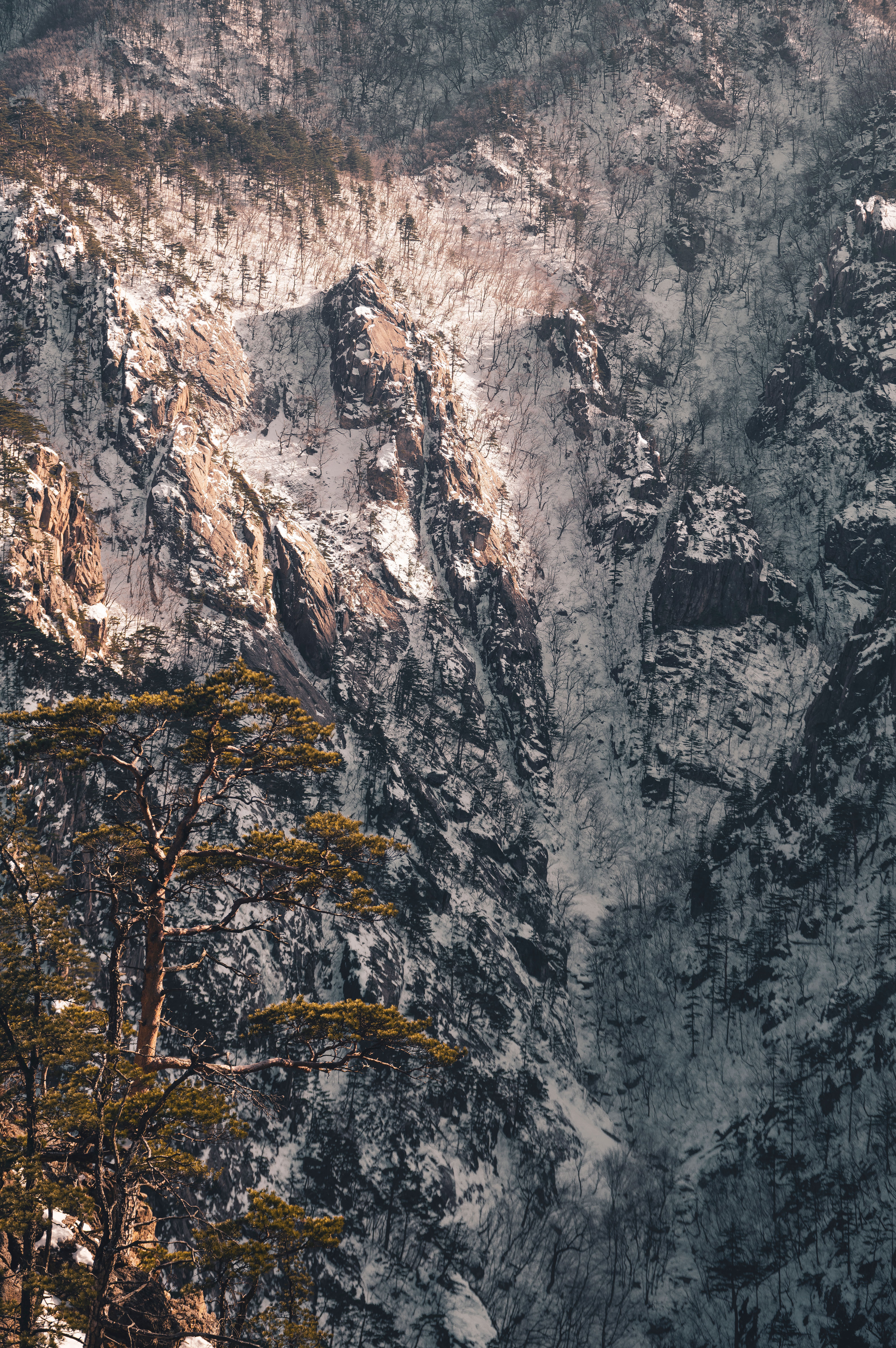 Tree near Eroded Rocks · Free Stock Photo