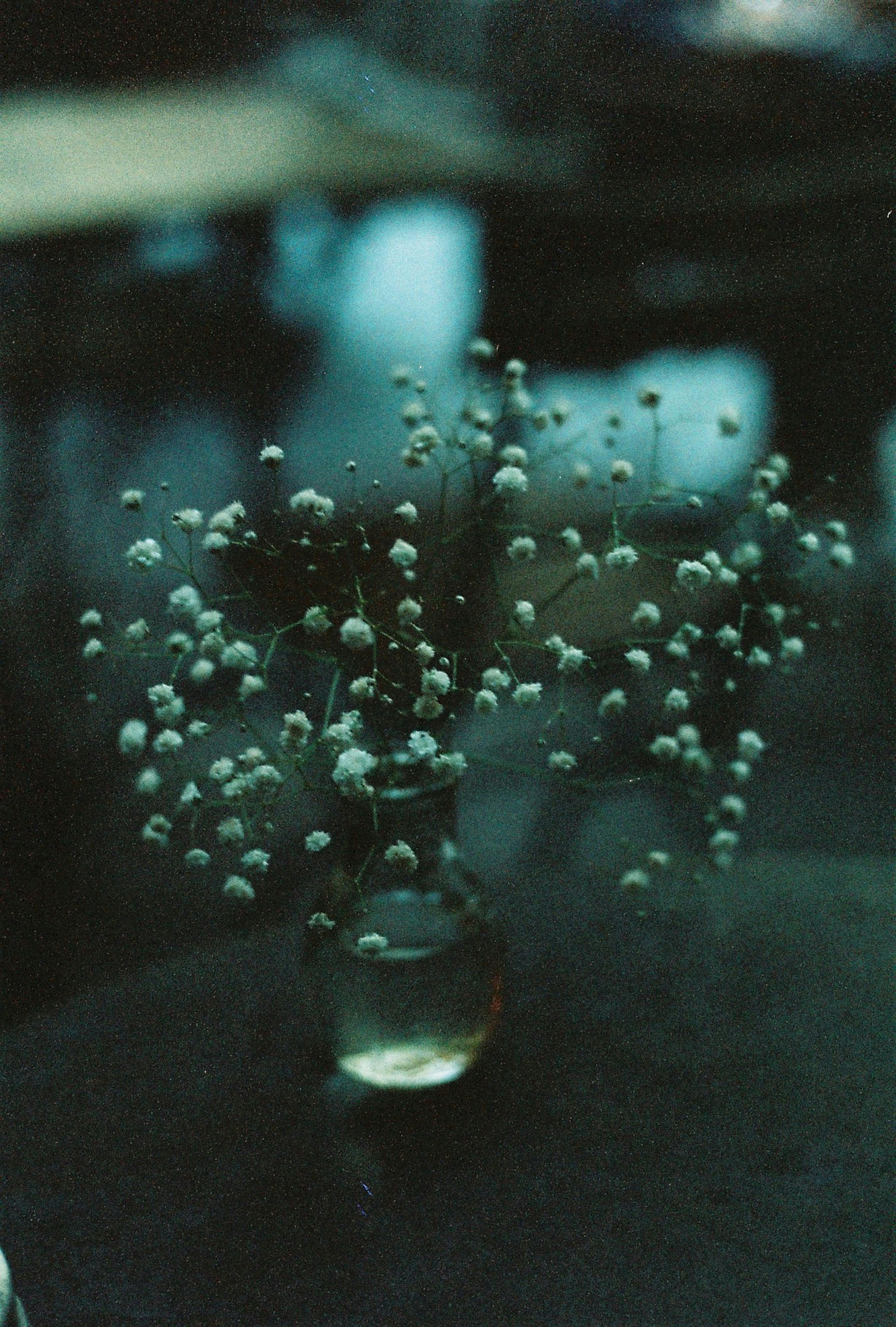 A delicate arrangement of baby's breath in a glass vase, captured with a moody, vintage style.