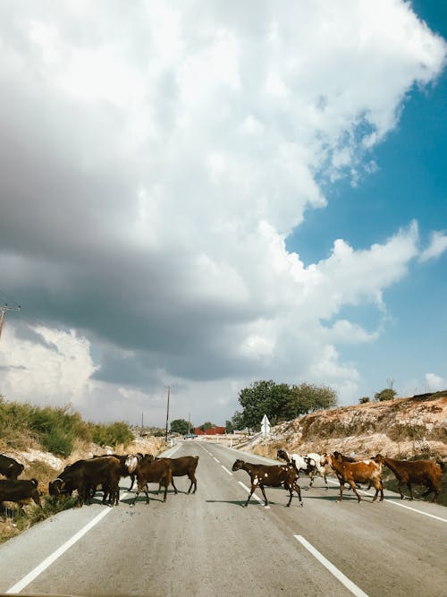Photo of a Herd of Goats Crossing a Road