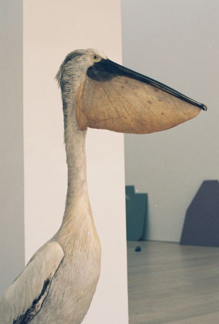 Close-up view of a pelican sculpture at an art exhibit in Istanbul.