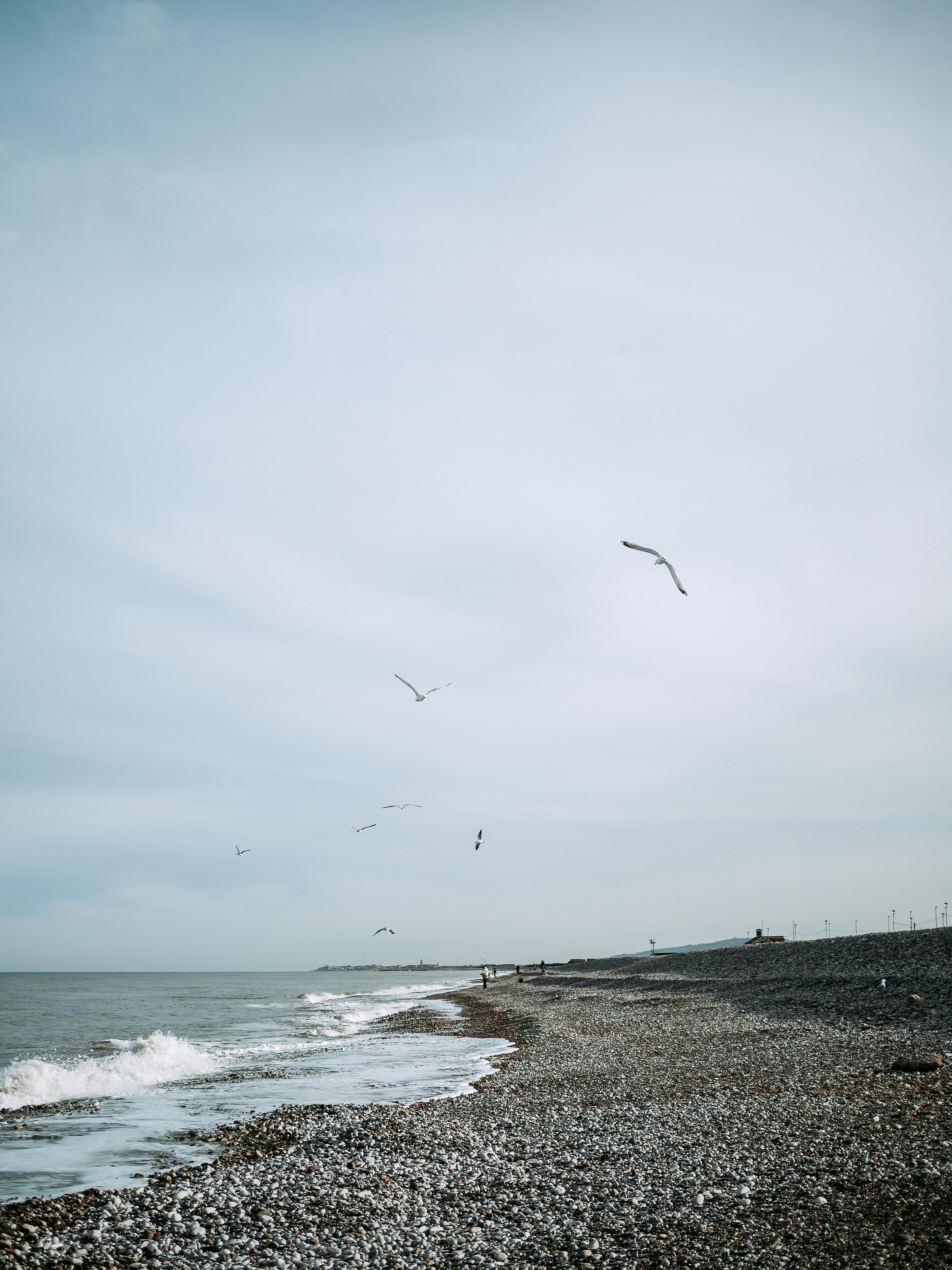 Tranquil pebble beach scene with seagulls soaring in the sky on a calm day.