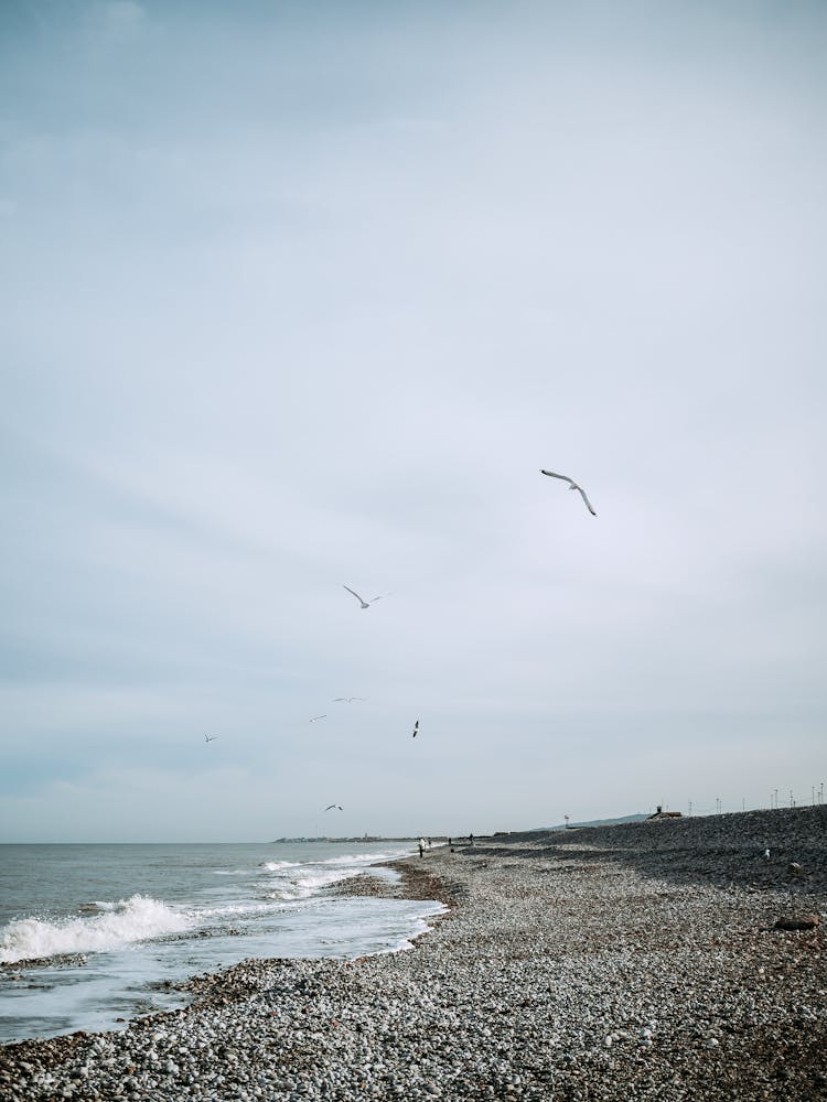 Seagull Flying Over A Beach