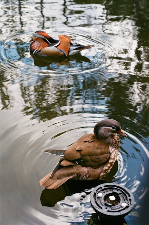 Ducks on Water