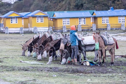 Horses on a Meadow in Front of Yellow Buildings 