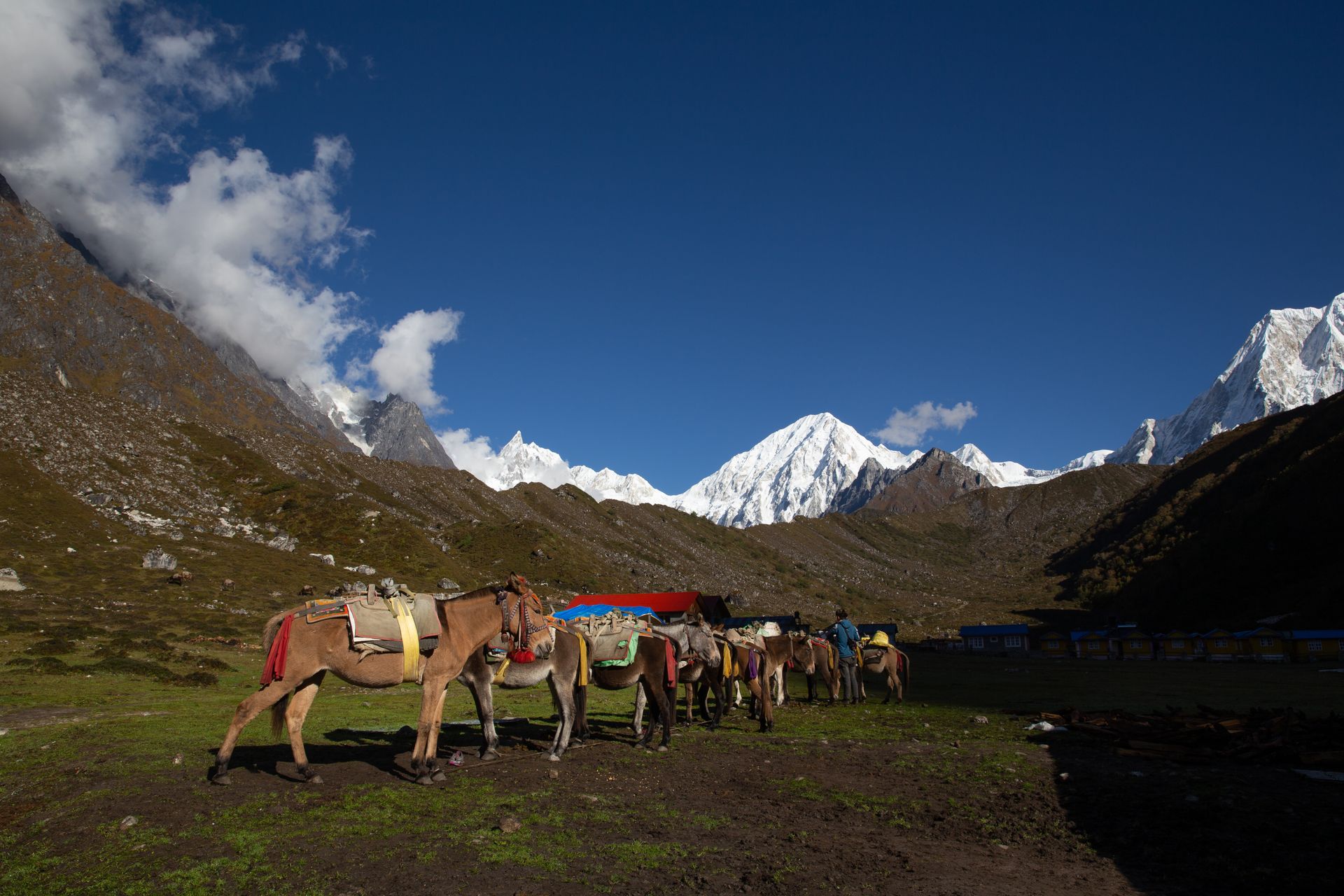 Pack mules resting in a scenic valley with snowcapped Himalayan mountains in the background.