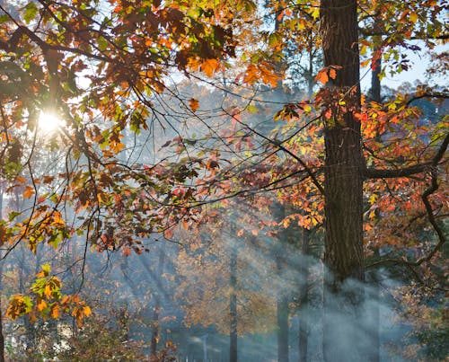 Бесплатное стоковое фото с лес, осень, падать