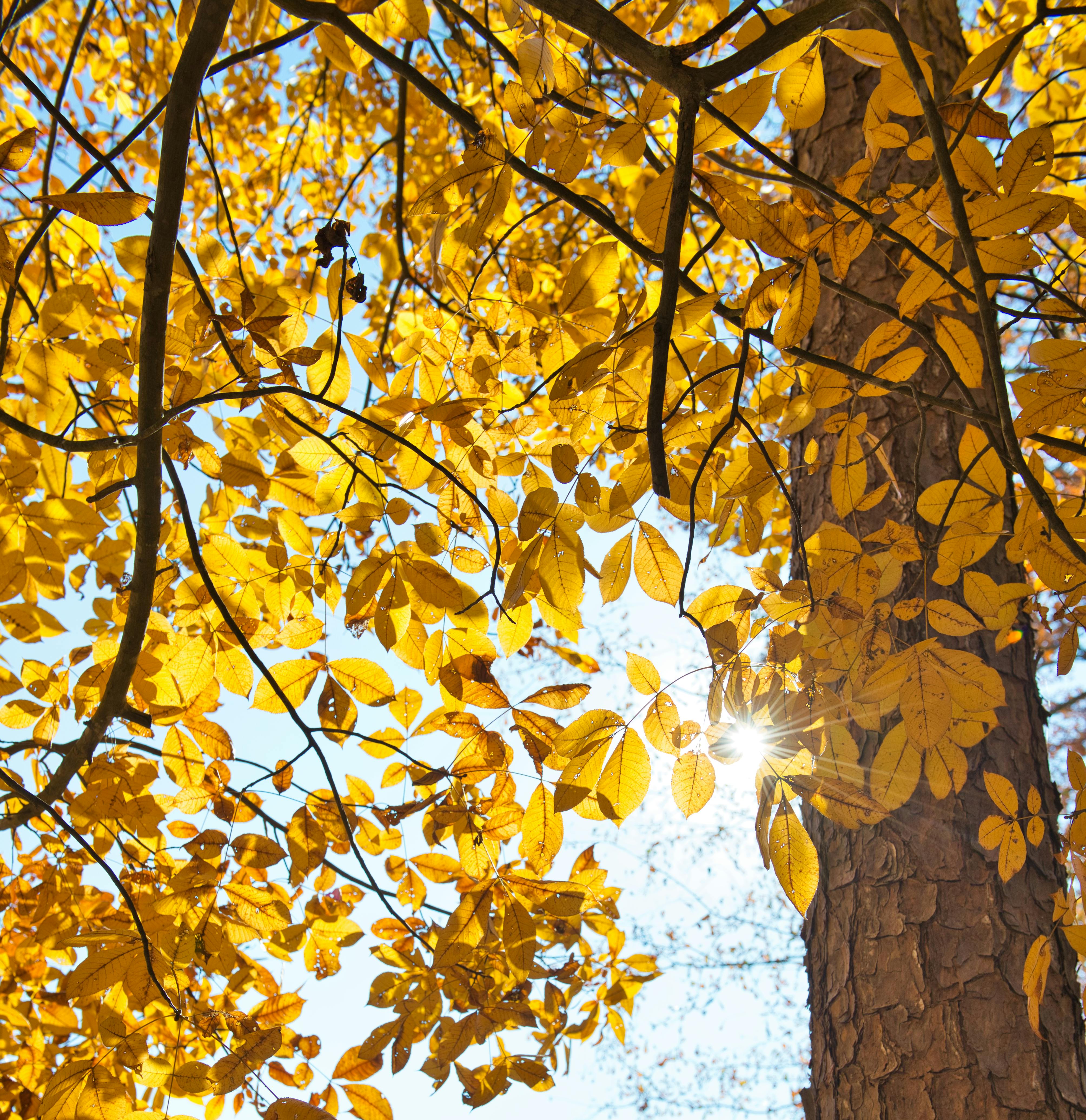 Sunlit autumn leaves on tree branches in Hartwell, Georgia, capturing the essence of fall.