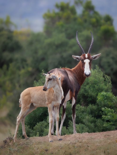 Blesbok antelope with calf