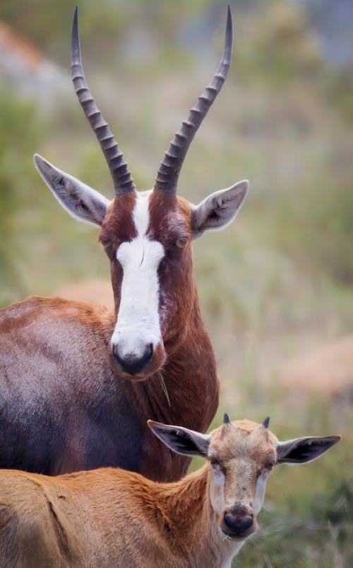 Blesbok antelope with calf