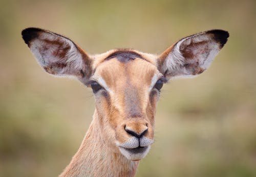 Impala antelope face