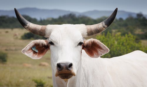 White Cow with Horns